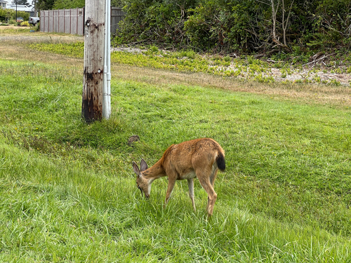 Mule Deer