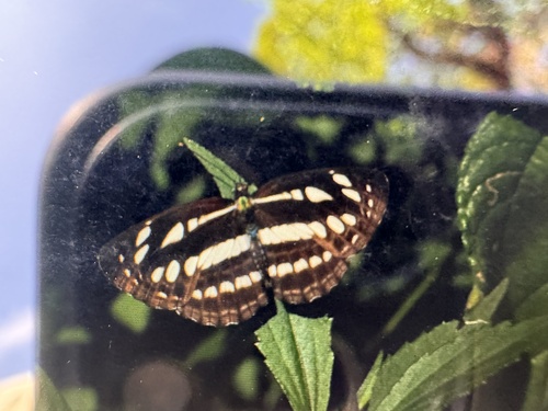 Common Sailer