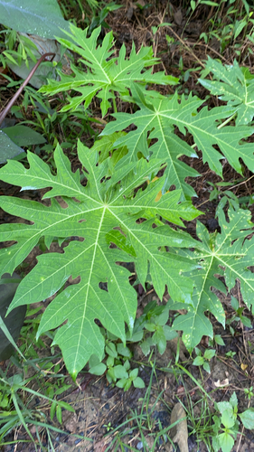 Papaya