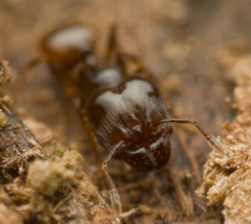 Pheidole anthracina grandiiPheidole anthracina grandii