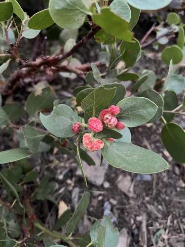 iNaturalist observation photo of Ericaceous Gall Aphids