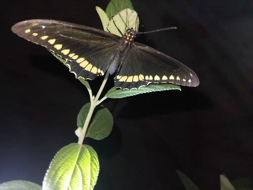 Polydamas Swallowtail