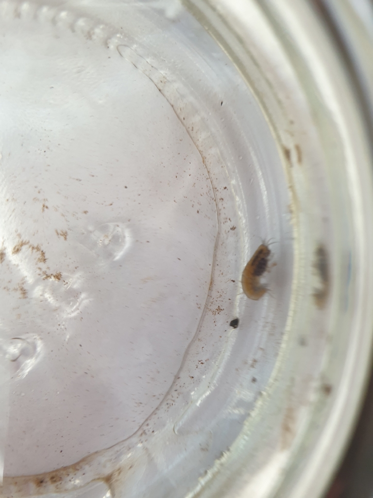 Freshwater amphipod