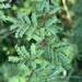 Acacia farnesiana