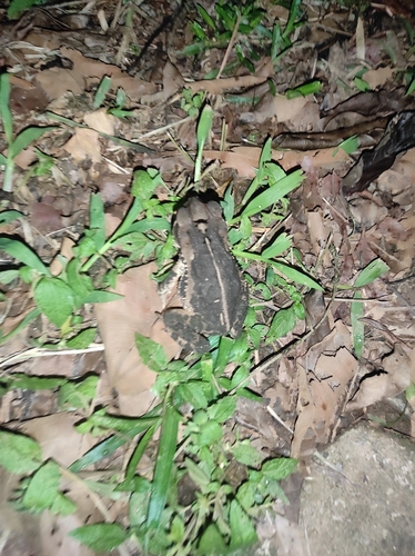 Central American Gulf Coast Toad