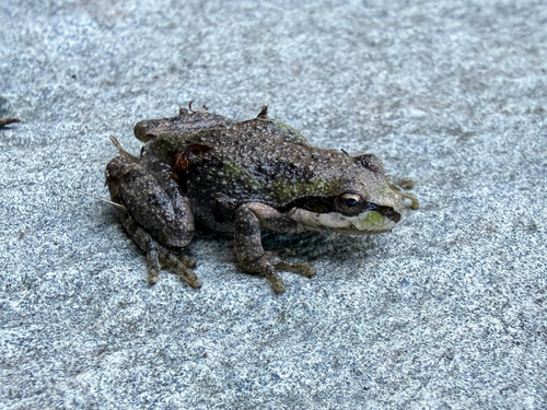 iNaturalist observation photo of Pacific chorus frog