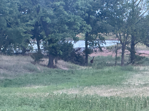 White-tailed Deer