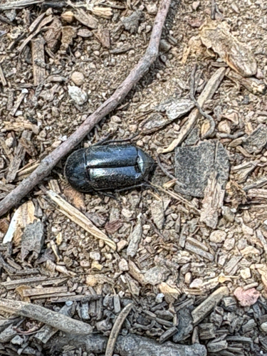 iNaturalist observation photo of Coniontis