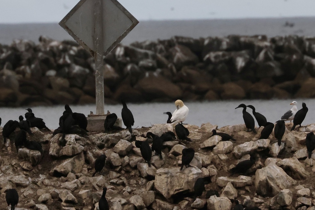 Northern Gannet