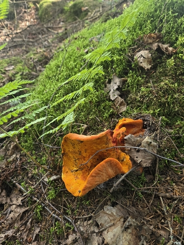 lobster mushroom