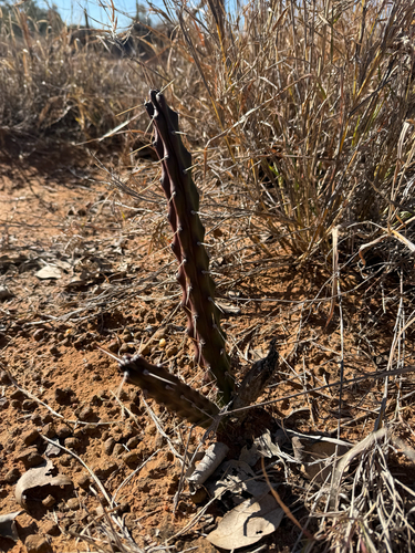 Moon Cactus
