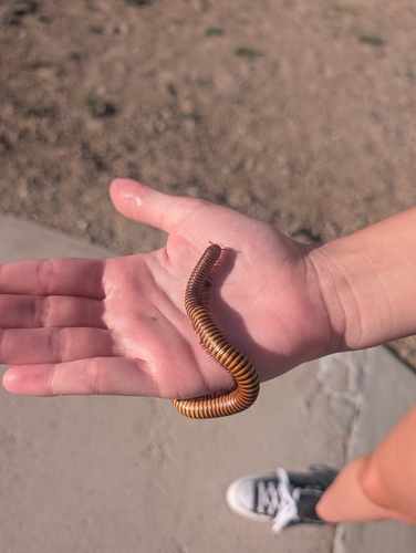 Desert Millipede