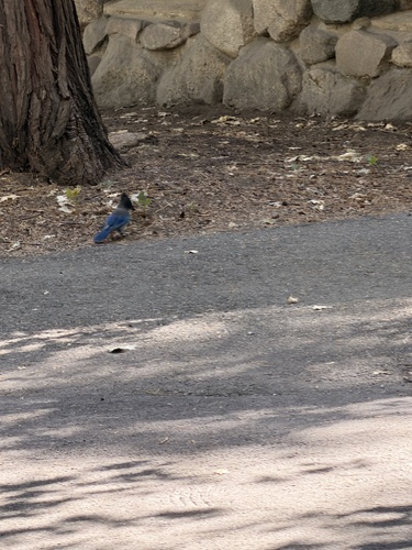iNaturalist observation photo of Steller's Jay