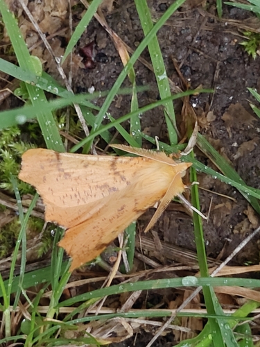 Large Thorn