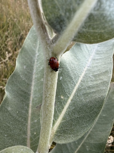iNaturalist observation photo of Convergent Lady Beetle