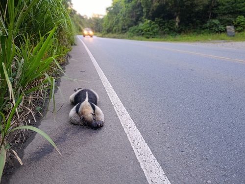 Northern Tamandua