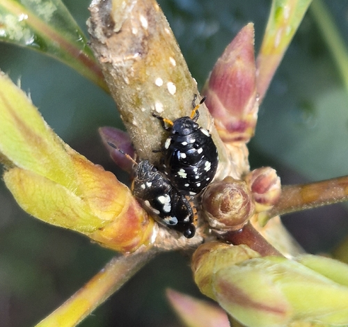 Pittosporum Bug
