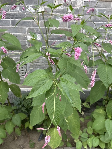 kiss-me-over-the-garden-gate
