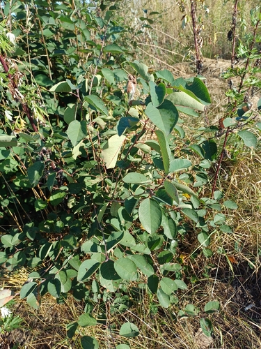 Dwarf Serviceberry