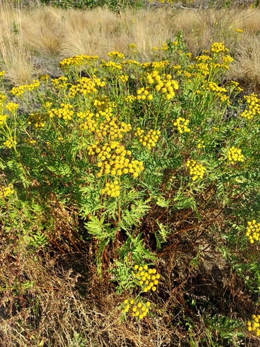 tansy
