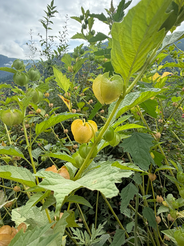 apple-of-Peru