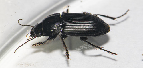 Anisodactylus harrisii