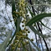 Acacia cyanophylla