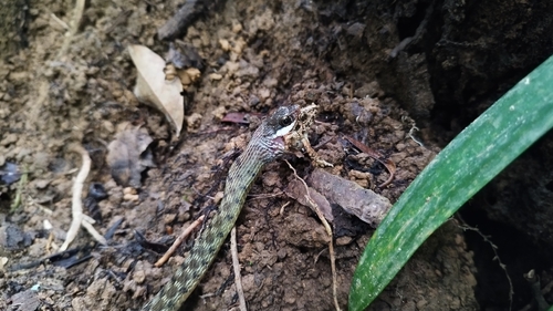Specklebelly Keelback