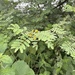 Acacia nilotica