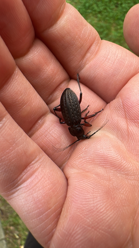 Granulated Ground Beetle