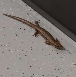 Northern Alligator Lizard