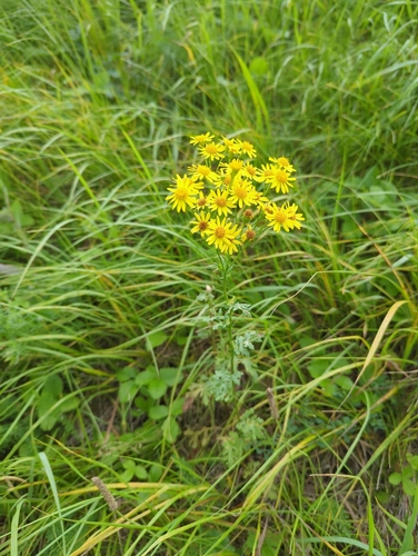 ragwort