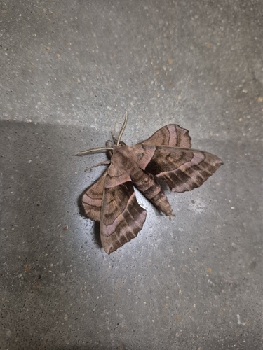 Walnut Sphinx
