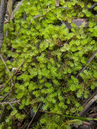 pipe-cleaner moss
