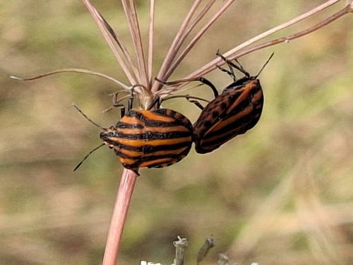 Continental Striped Shield Bug