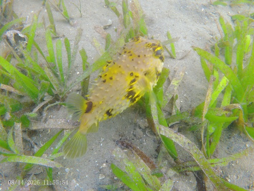 Spotbase Burrfish