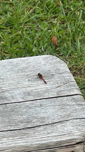 Ruddy Darter