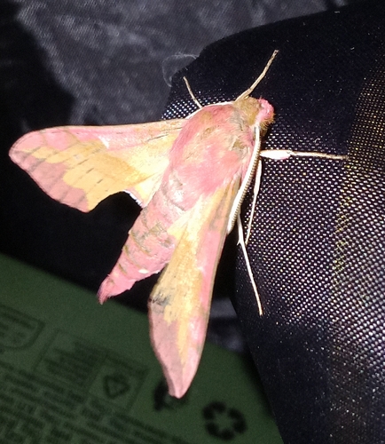 Small Elephant Hawkmoth