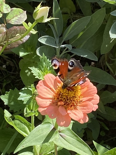 European Peacock Butterfly