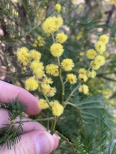 Sydney green wattle