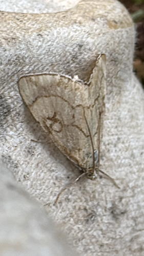 Purple-backed Cabbageworm Moth