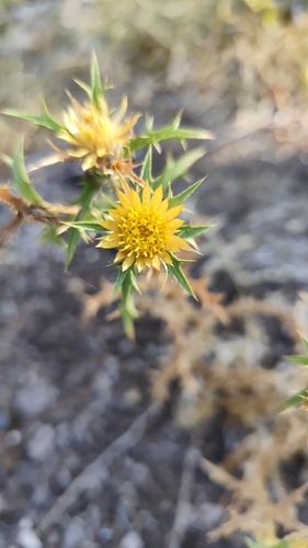 Clustered Carline-thistle