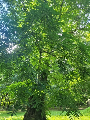 black locust