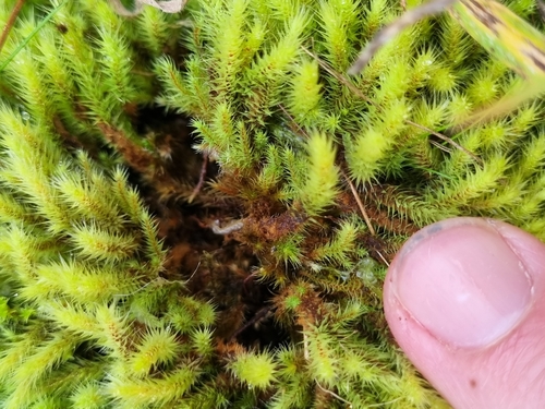 Red-heart Moss