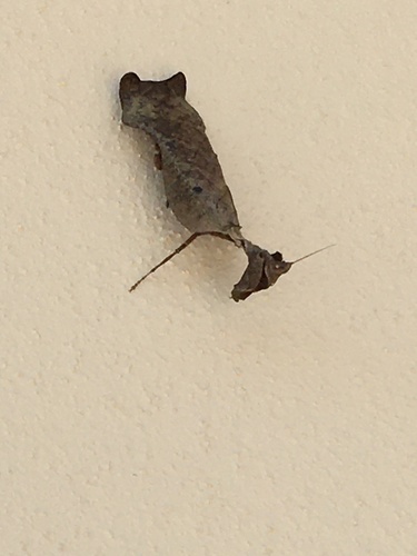 Acanthops fuscifolia