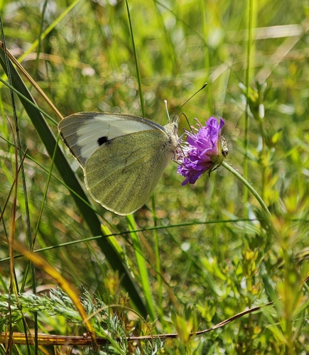 Large White