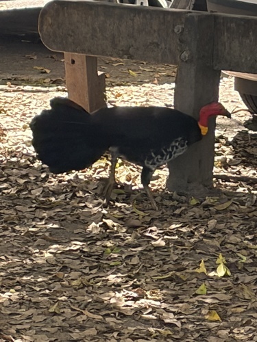 Yellow-pouched Brushturkey