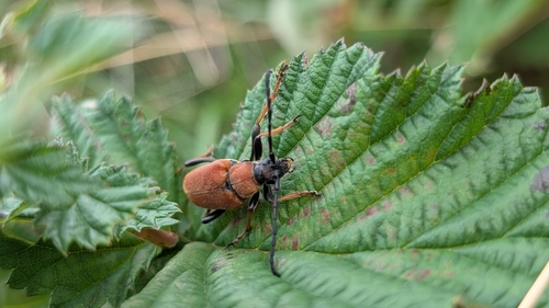 Red Pine Longhorn Beetle