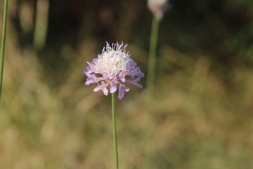 Cephalaria transsylvanica