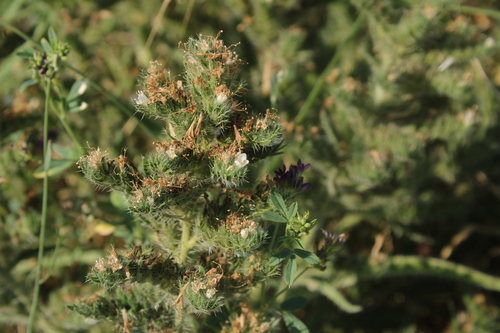 Pale Bugloss